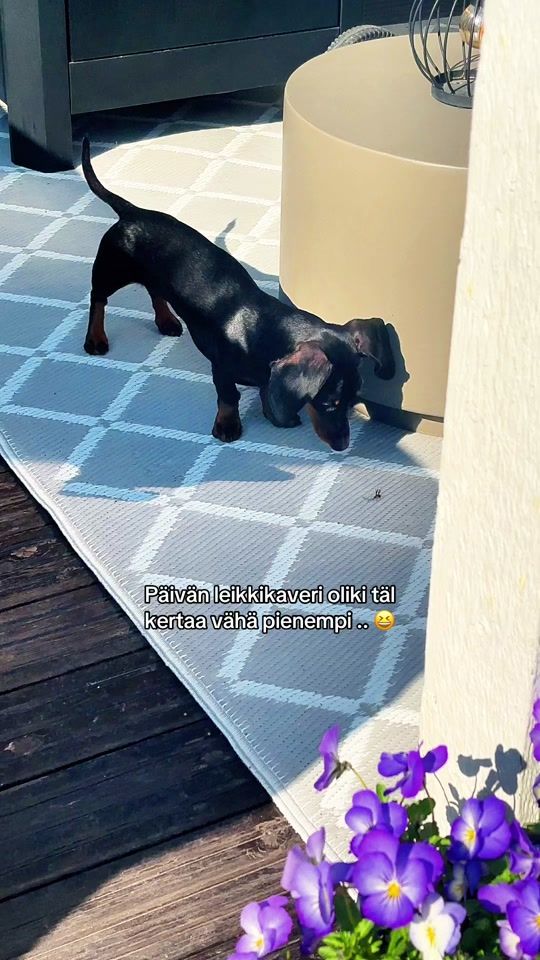 TikTok video thumbnail by neasvaara