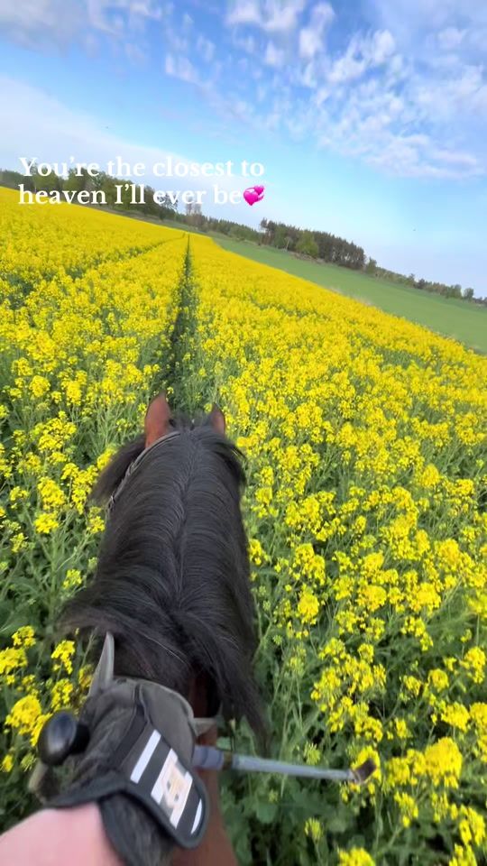 TikTok video thumbnail by equi_lilly1