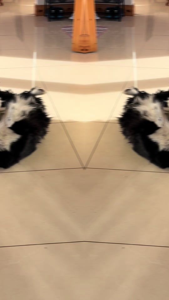 TikTok video thumbnail by albertviljoen291