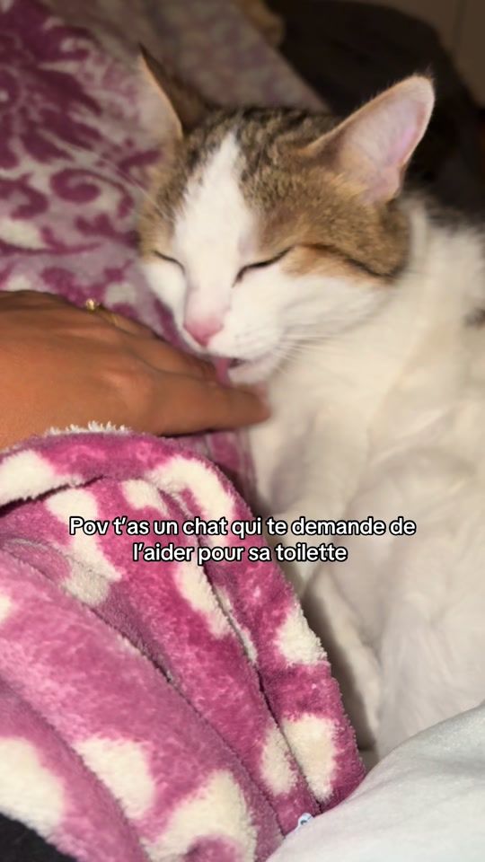 TikTok video thumbnail by lifeof_miraa