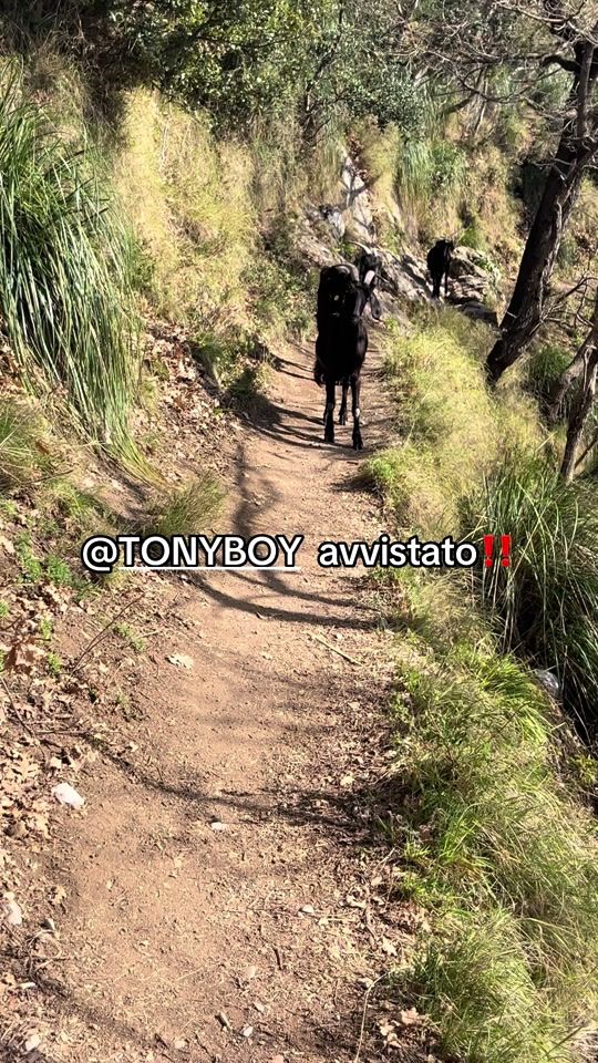TikTok video thumbnail by leaneker