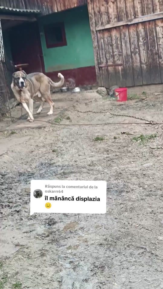 TikTok video thumbnail by pop_cornel3