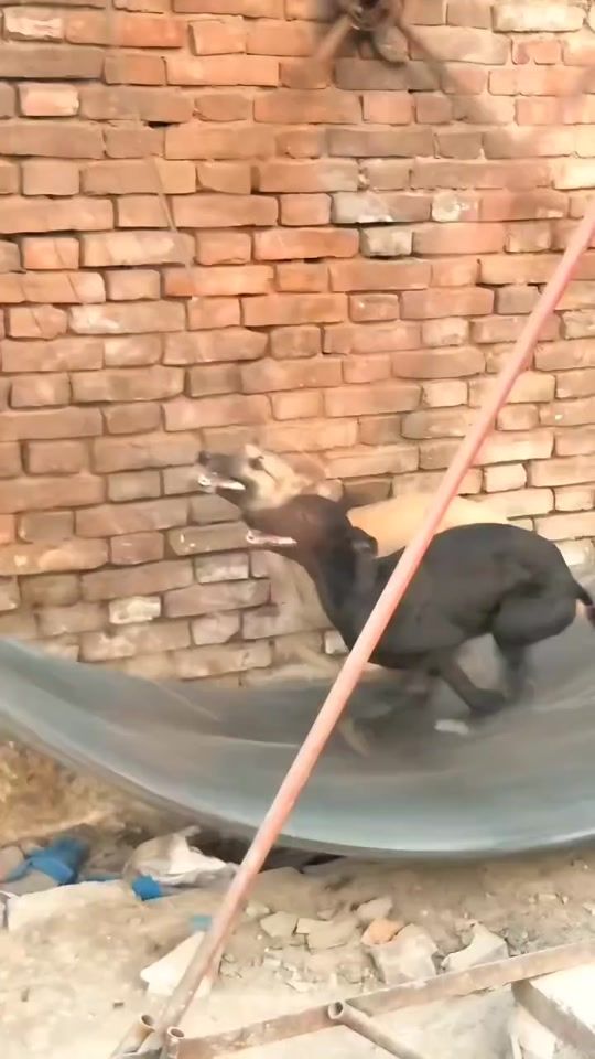 TikTok video thumbnail by greynhoud_31