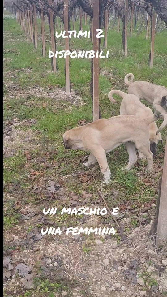 TikTok video thumbnail by matkangal