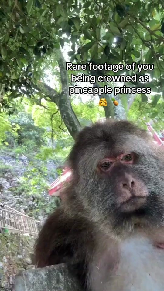 TikTok video thumbnail by toh26clips