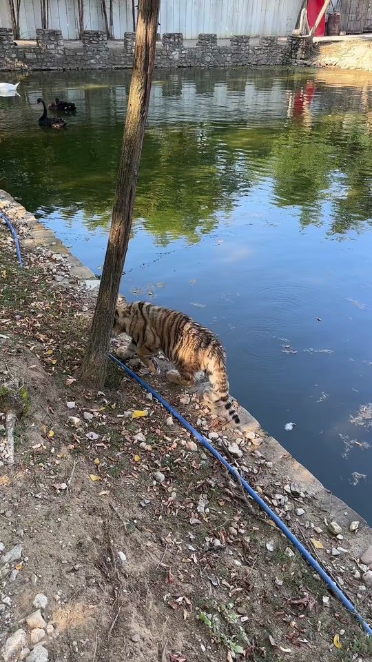 TikTok video thumbnail by i.wildlifefoundation