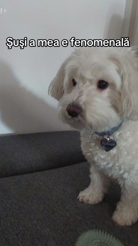 TikTok video thumbnail by happypetshop7