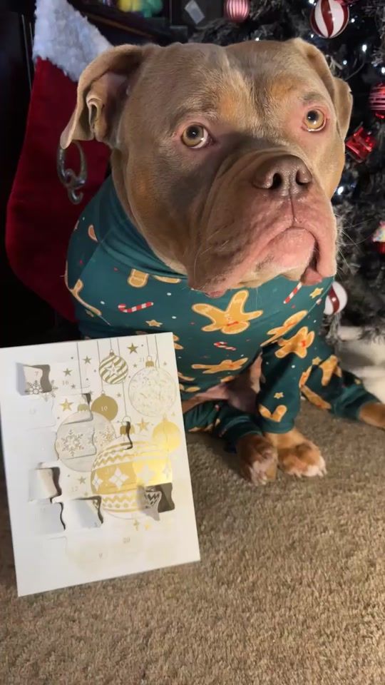 TikTok video thumbnail by roccothepocketbullyx