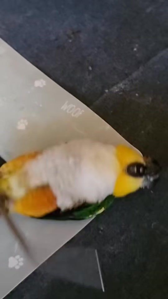 TikTok video thumbnail by captainwizzythunderpants