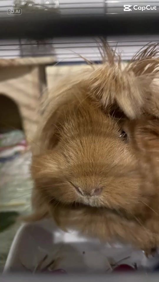 TikTok video thumbnail by stella_du74