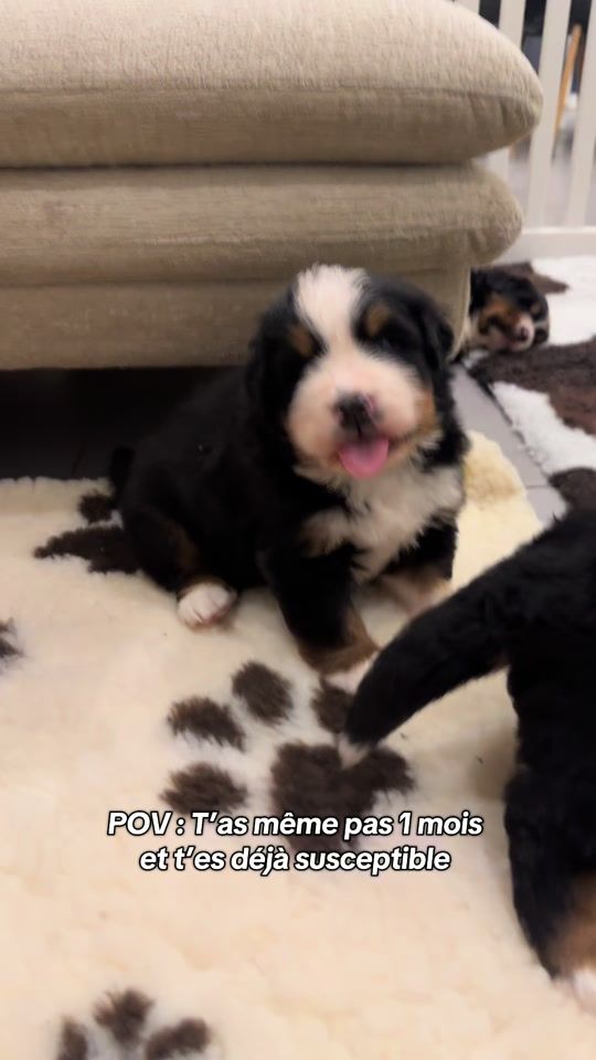 TikTok video thumbnail by josshadow.bmd