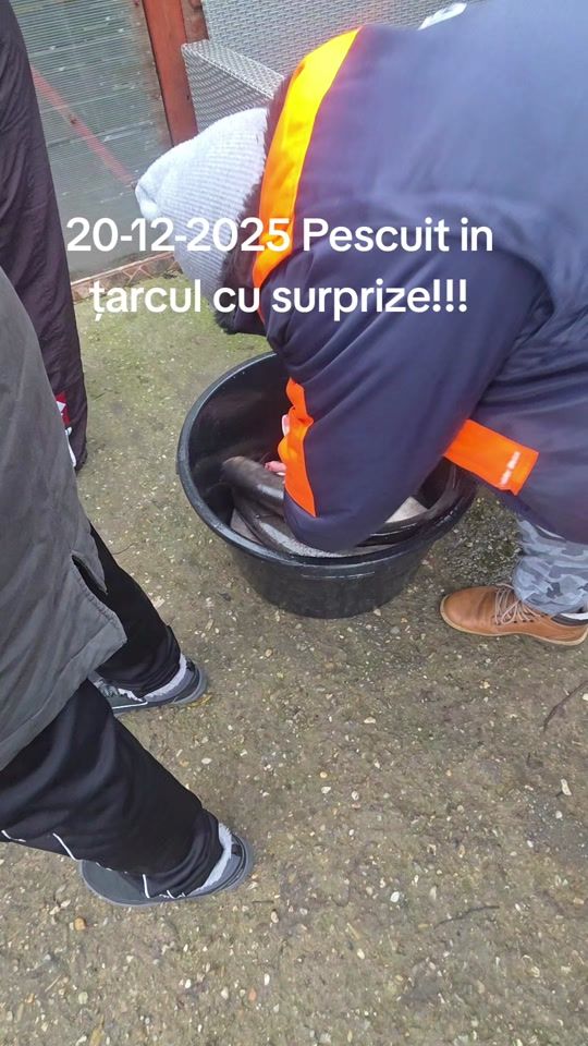 TikTok video thumbnail by balta.fundulea2florin
