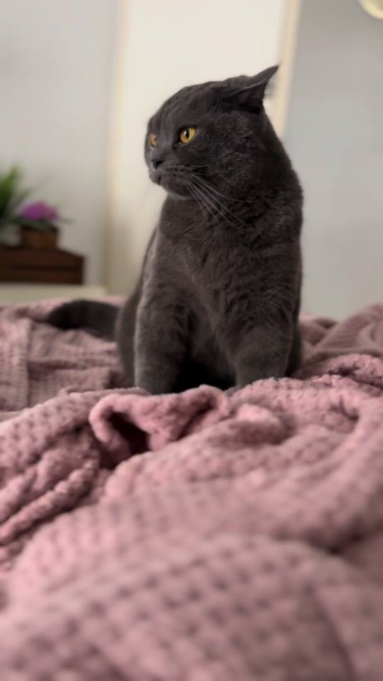TikTok video thumbnail by tobby_the_cute_cat