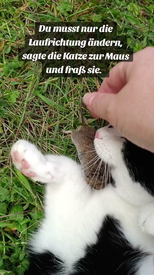 TikTok video thumbnail by funzn
