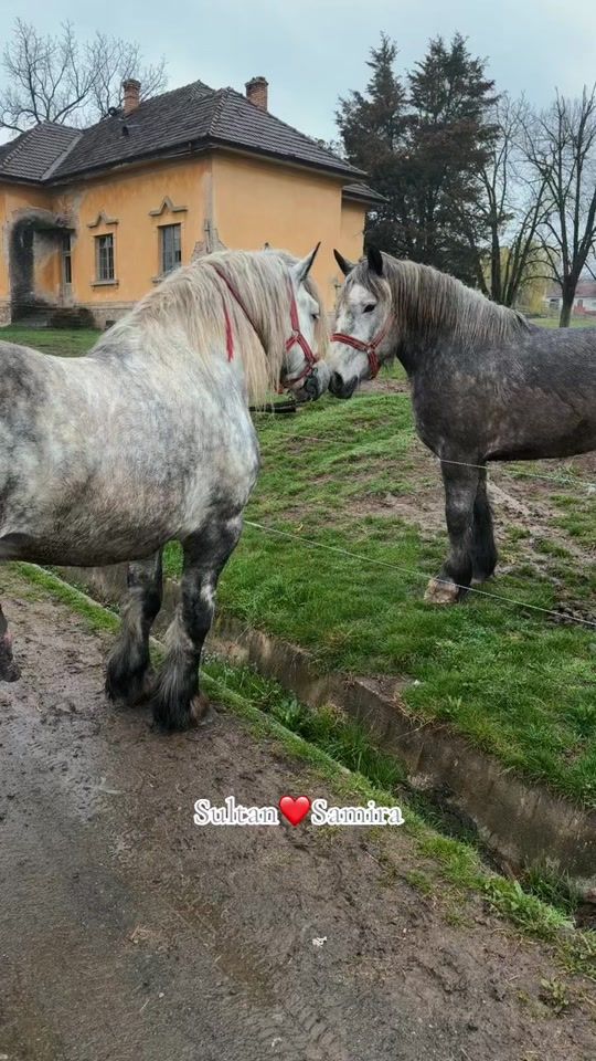 TikTok video thumbnail by _agro.farm_