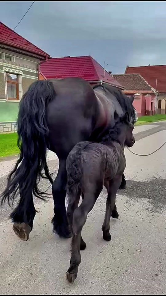 TikTok video thumbnail by ionutmoja1