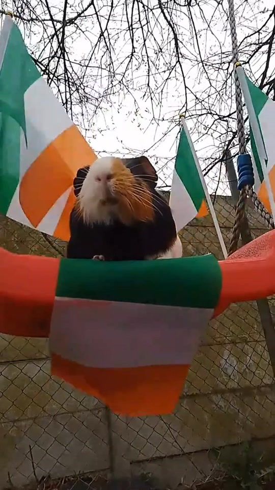 TikTok video thumbnail by animallover.zx123