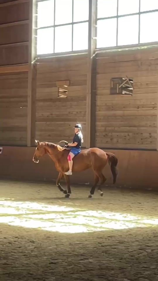 TikTok video thumbnail by sarah.hoffmann.equest