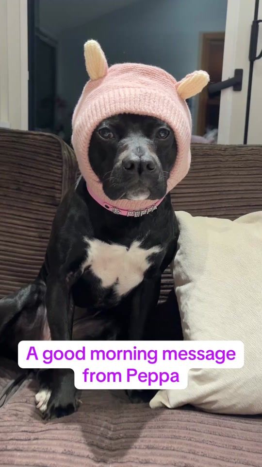 TikTok video thumbnail by peppapigdog2