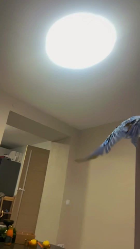 TikTok video thumbnail by zookarlinas1