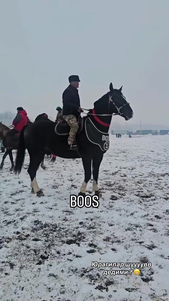 TikTok video thumbnail by mustafo_horses