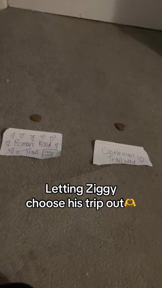 TikTok video thumbnail by ziggymygoldenhero
