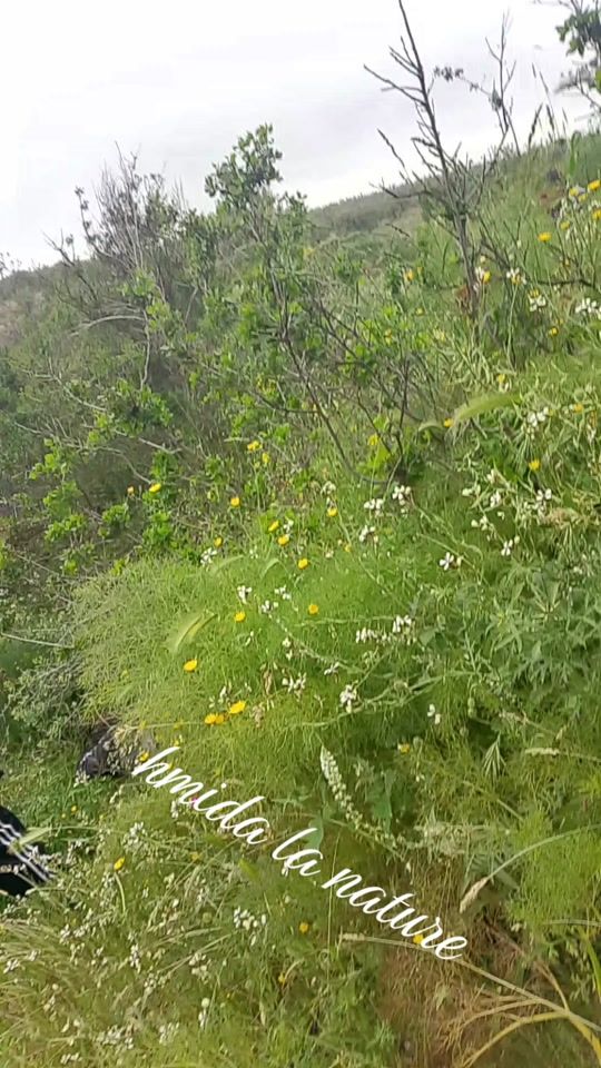 TikTok video thumbnail by hmida.lanature