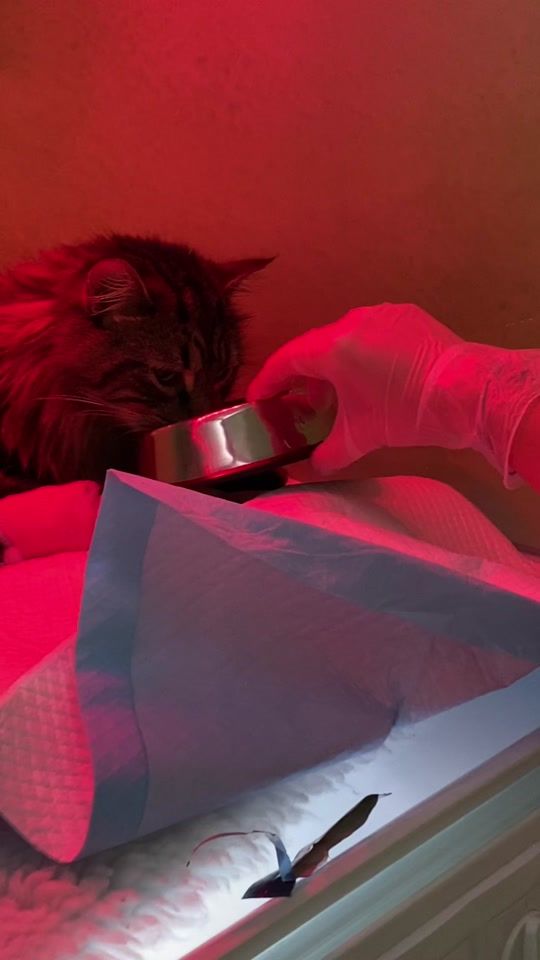 TikTok video thumbnail by beckenhamvetsforpets