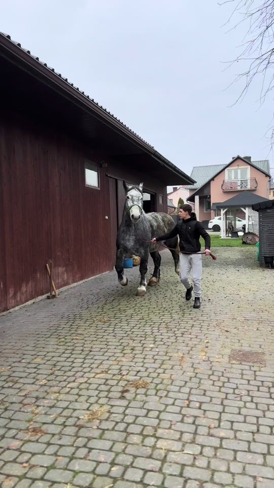 TikTok video thumbnail by fusiarz_horses