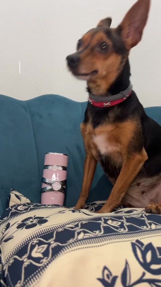 TikTok video thumbnail by odette_diberardino