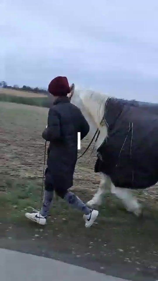 TikTok video thumbnail by ciara2809_pferde