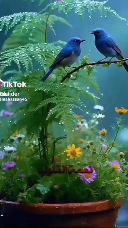 TikTok video thumbnail by karimkarimi112