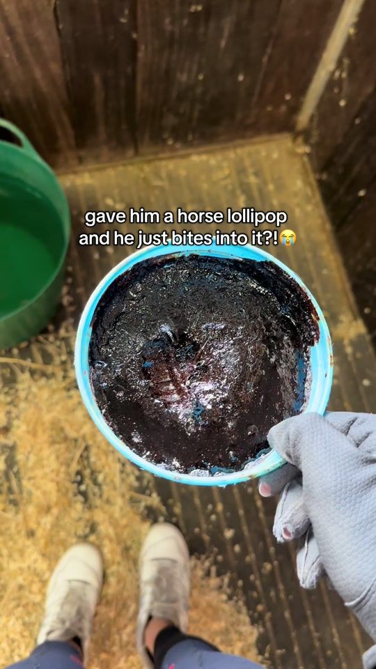 TikTok video thumbnail by gaithorses1