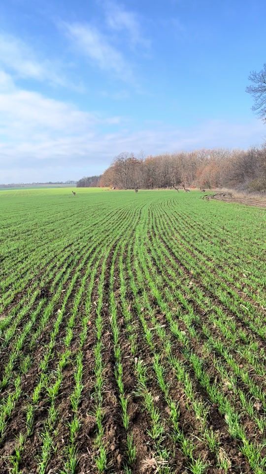 TikTok video thumbnail by sanyaa.a.d