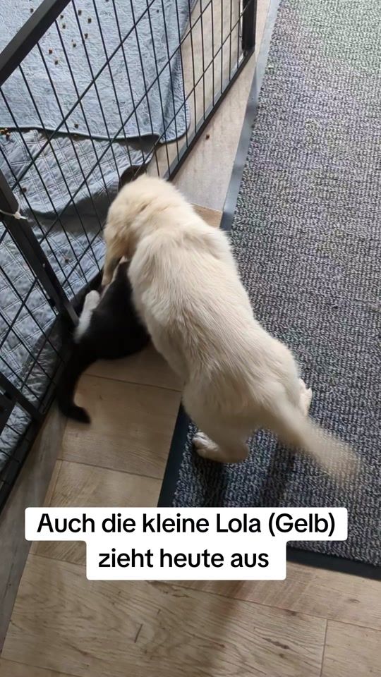 TikTok video thumbnail by anni15839