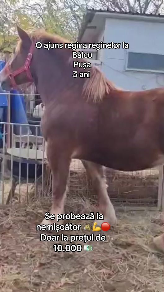 TikTok video thumbnail by vlad.blc.sultan