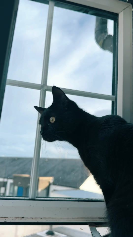 TikTok video thumbnail by tiger.bc807