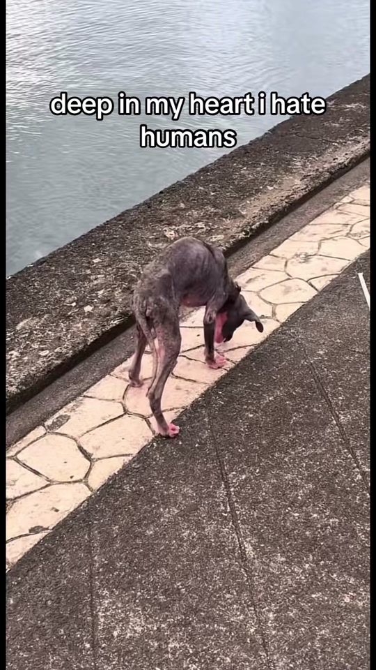 TikTok video thumbnail by user716153024