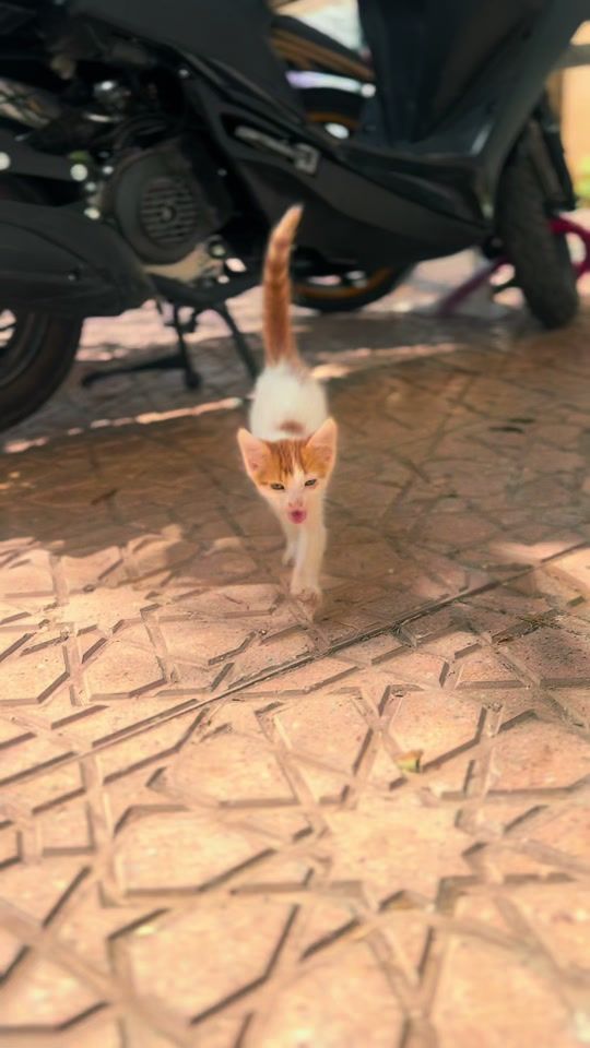 TikTok video thumbnail by atlaspawss