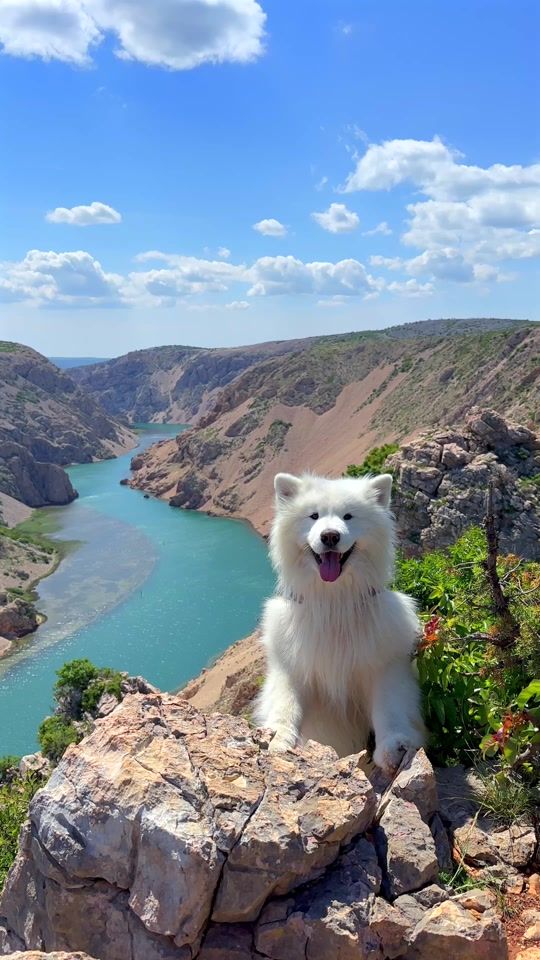 TikTok video thumbnail by wanderlust_samoyed