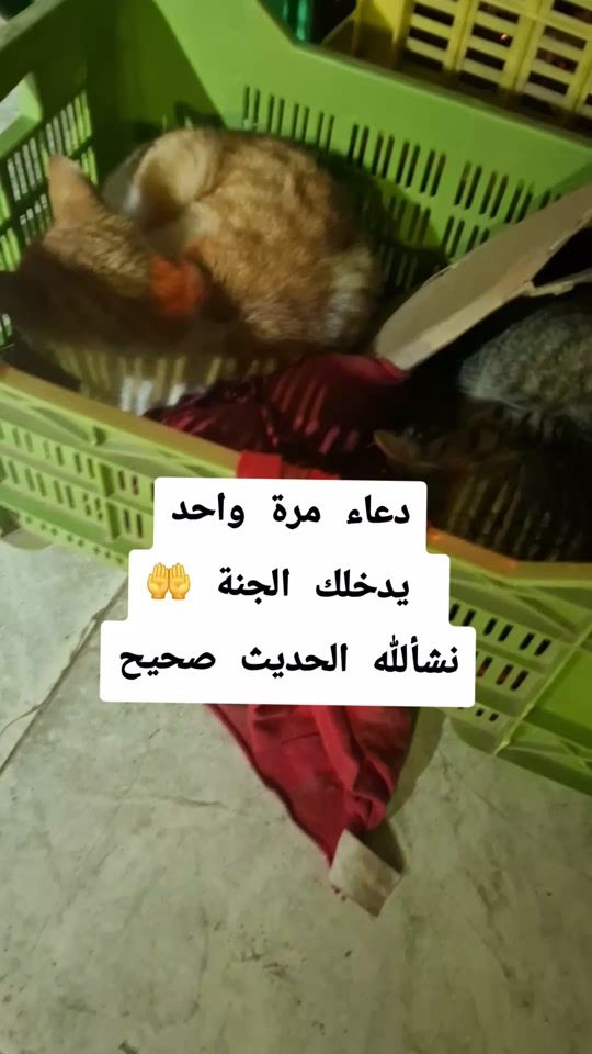 TikTok video thumbnail by degdeg008