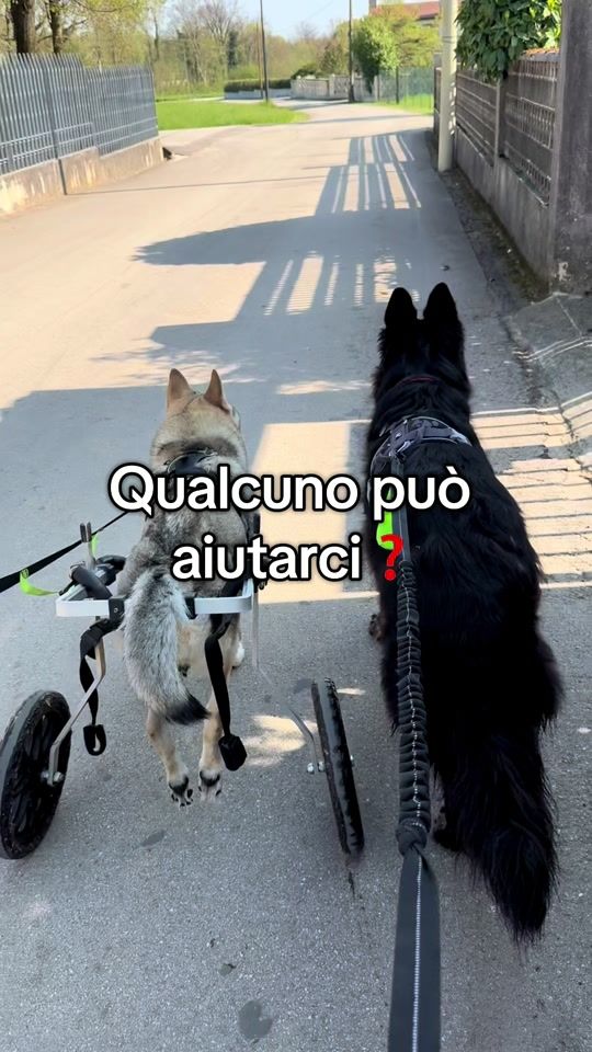 TikTok video thumbnail by walkingwolf_