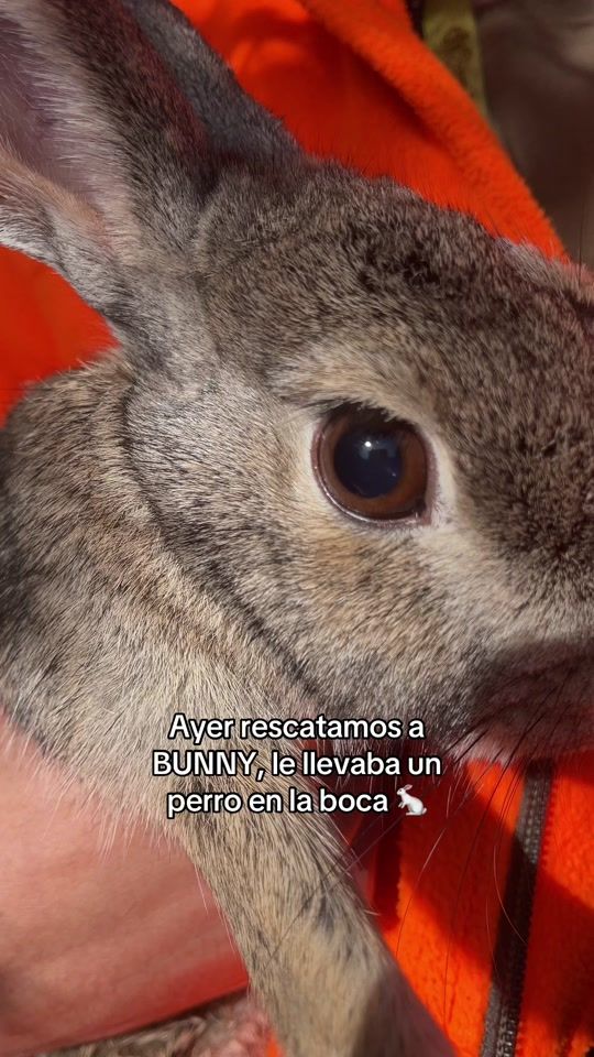 TikTok video thumbnail by nereitus_29__