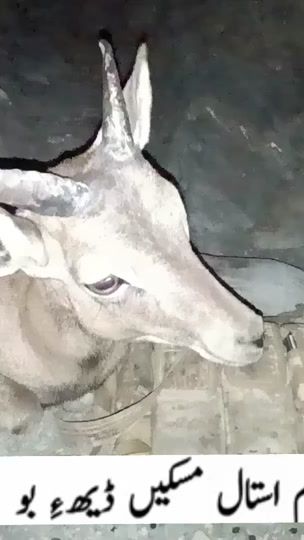 TikTok video thumbnail by baba.baloch6t