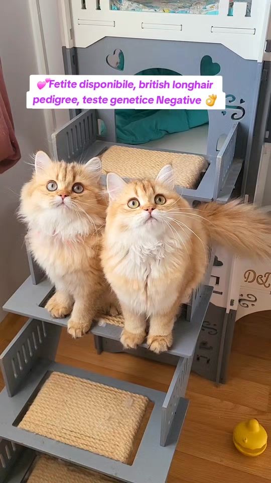 TikTok video thumbnail by dorina_rosu