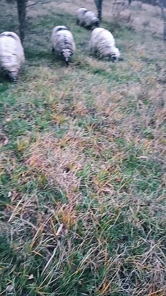 TikTok video thumbnail by geoana.oi