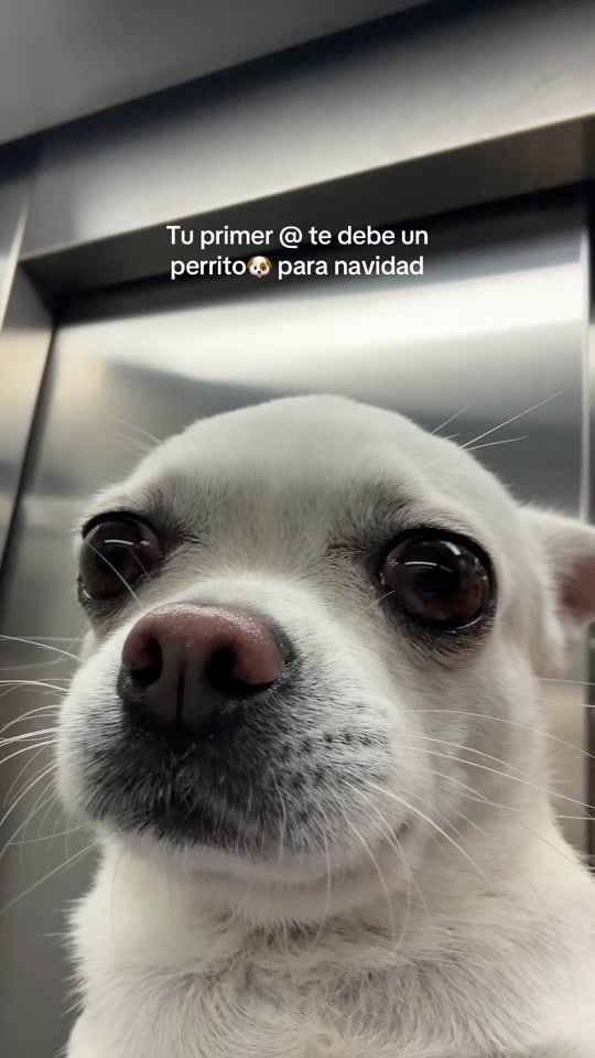 TikTok video thumbnail by stewie.ls