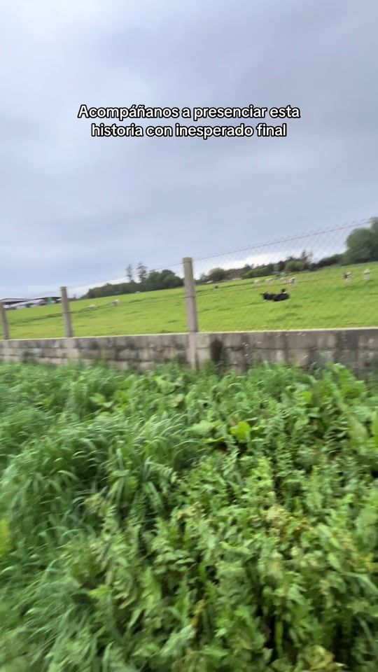 TikTok video thumbnail by nereatm
