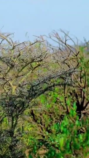 TikTok video thumbnail by ab.kosar.official