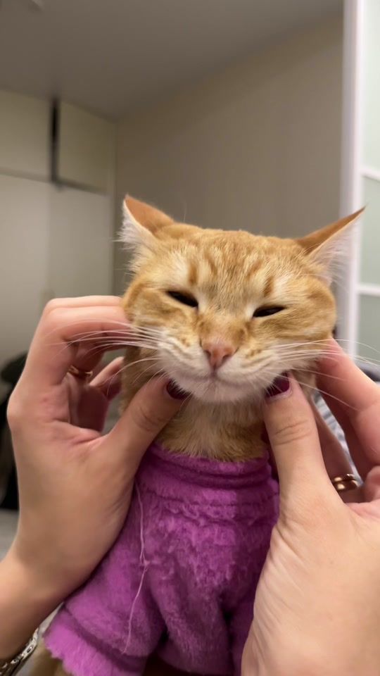 TikTok video thumbnail by cats_mimimi0